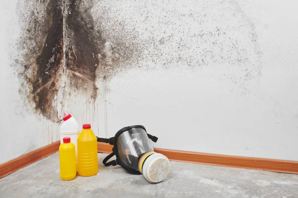 Best Residential Mold Removal  in Pendleton, IN