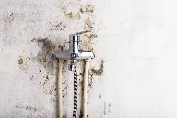 Best Commercial Mold Removal  in Pendleton, IN