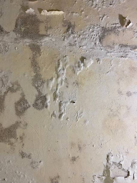 Best Local Mold Removal Service  in Pendleton, IN